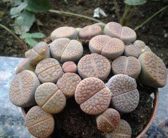 生石花夏天發(fā)皺，保持散射光環(huán)境/盆土疏松透氣