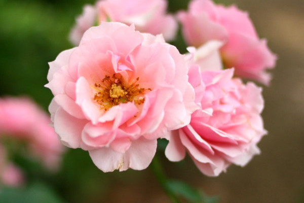 薔薇花能在室內(nèi)陽臺養(yǎng)嗎