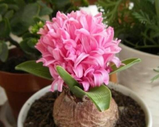 風(fēng)信子怎么種，老農(nóng)總結(jié)最簡(jiǎn)單有效五個(gè)步驟