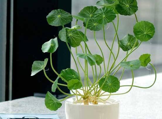 銅錢(qián)草水培好還是土培好，水培和土培兩者皆好