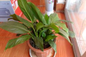 一帆風(fēng)順為什么不開花，一帆風(fēng)順不開花怎么辦