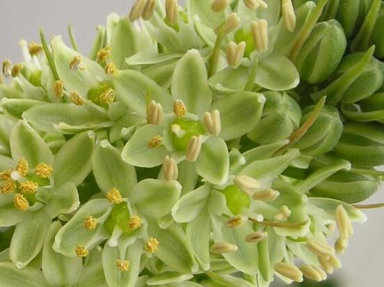 萬年青植物有幾種，盤點(diǎn)最令人欣賞的十大品種