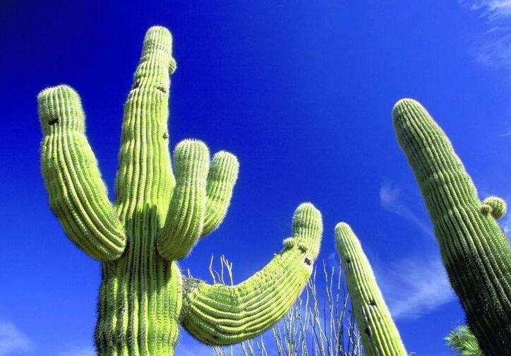 仙人掌花開(kāi)多久，品種不同花期不同（稀有品種不開(kāi)花）