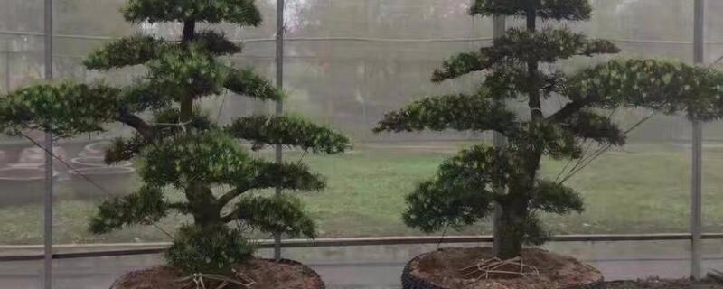 羅漢松的養(yǎng)殖方法