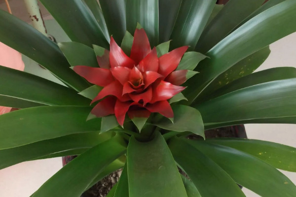 鴻運(yùn)當(dāng)頭發(fā)芽了可以分栽嗎