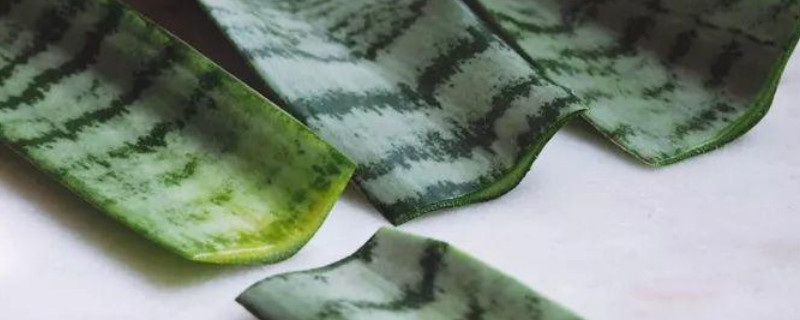 虎皮蘭可以放陽臺(tái)曬嗎