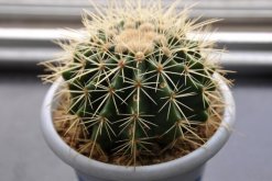 仙人球多久澆一次水，控制澆水量保證土壤偏干即可