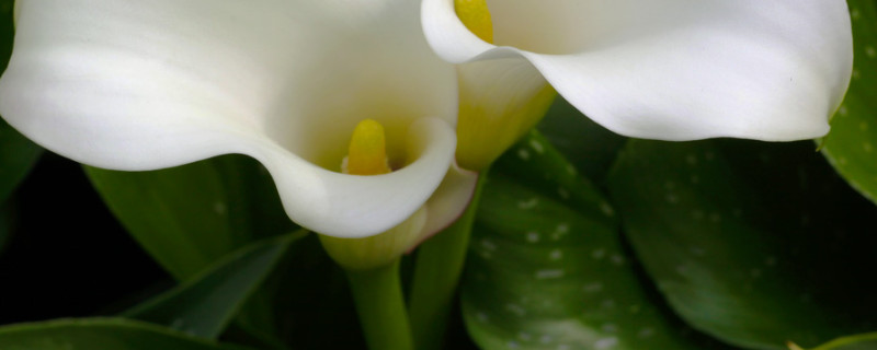 水培馬蹄蓮的養(yǎng)殖方法和注意事項