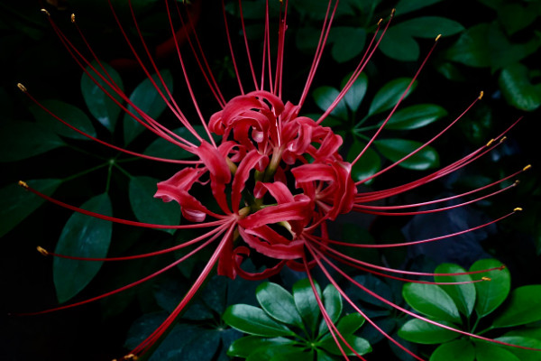 彼岸花什么時(shí)候施肥