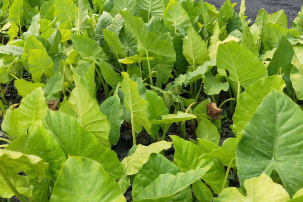 滴水觀音冬天怎么養(yǎng)