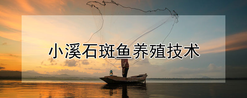 小溪石斑魚(yú)養(yǎng)殖技術(shù)