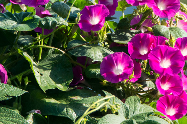 牽?；ǖ母蛋l(fā)達(dá)嗎