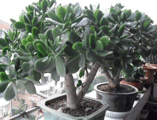 景天樹和玉樹的區(qū)別，教你兩種最容易分辨方法(葉型與花型)