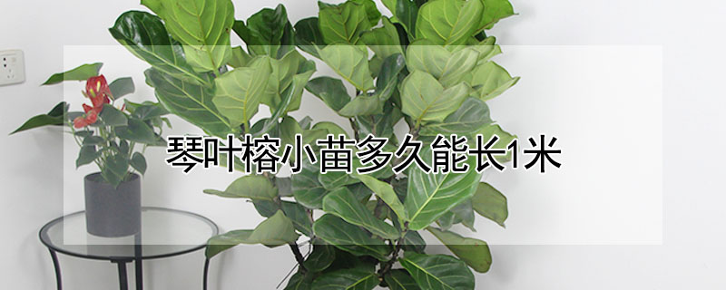 琴葉榕小苗多久能長(zhǎng)1米