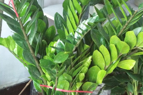 移栽金錢(qián)樹(shù)需要泡根嗎