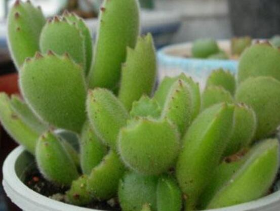 碧光環(huán)種植方法，擇健康種子、保水保肥土壤/淺盆為主