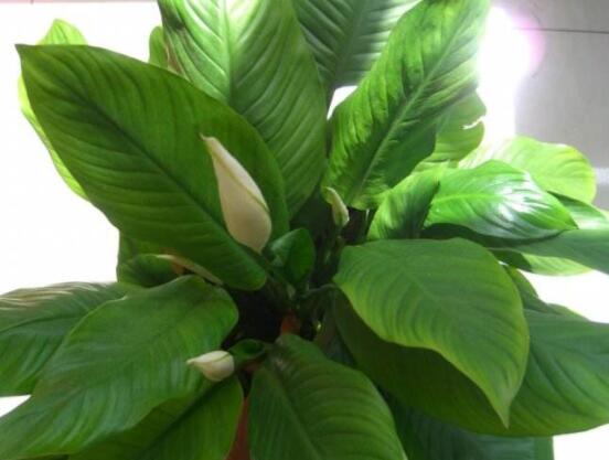 一帆風(fēng)順花期，大多數(shù)在5-8月開花(一年四季均可開花)