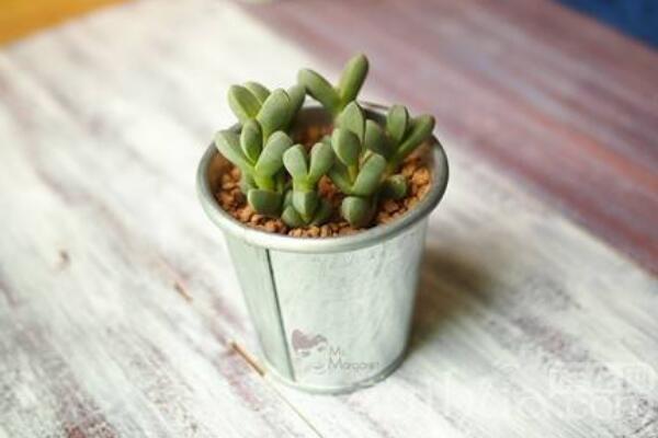 碧玉蓮怎么繁殖，桿插繁殖操作方便且成活率較高