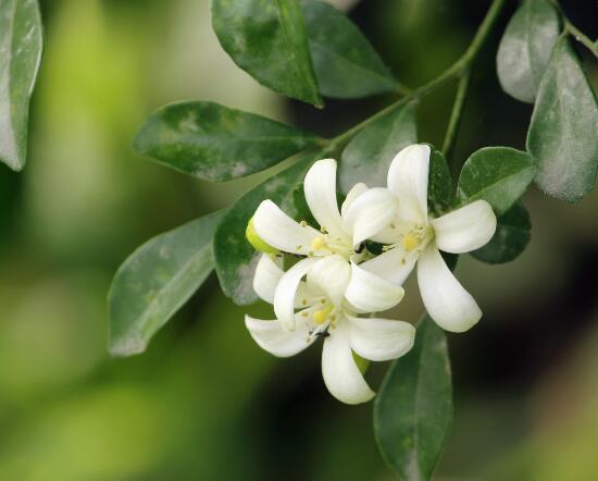 九里香的養(yǎng)殖方法和注意事項(xiàng)，老農(nóng)總結(jié)出七大養(yǎng)殖基本方法