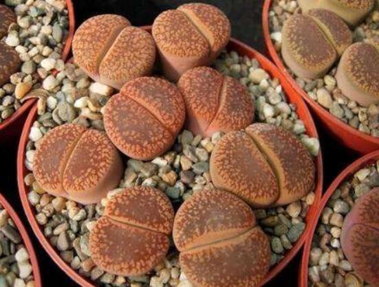 生石花有多少品種，欣賞最好看的六大品種