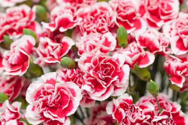 康乃馨花籽什么時候播種