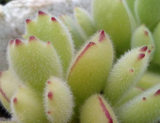 熊童子葉斑病怎么辦，及時(shí)摘除病葉、噴灑藥物治療