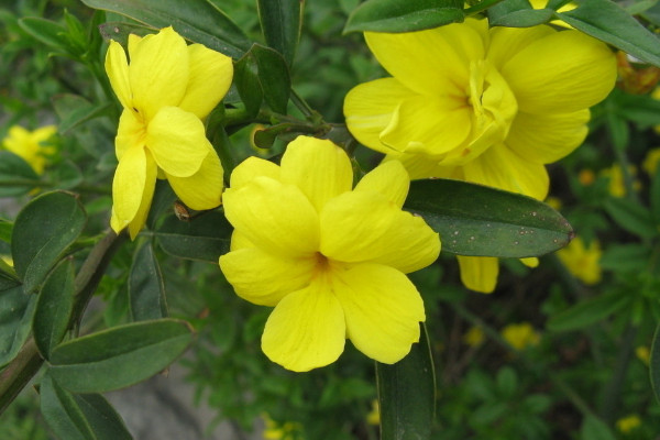 迎春花什么時(shí)候修剪