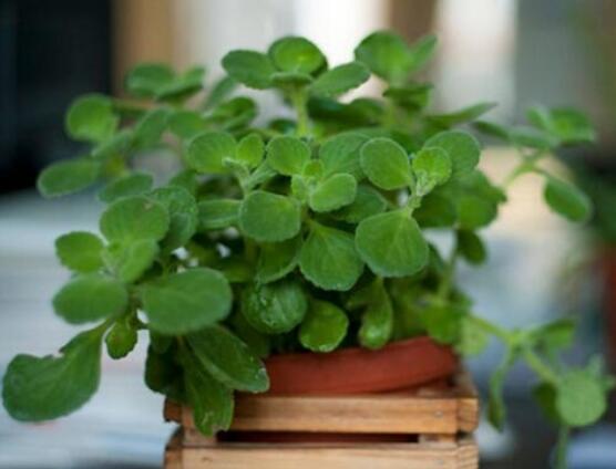 碰碰香怎么換盆，做好脫盆處理修剪根系/春季最佳