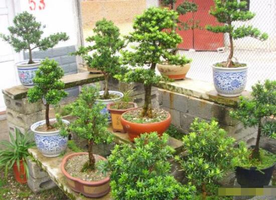 什么品種羅漢松最貴，珍珠羅漢松當(dāng)之無(wú)愧(售價(jià)高達(dá)上百萬(wàn))