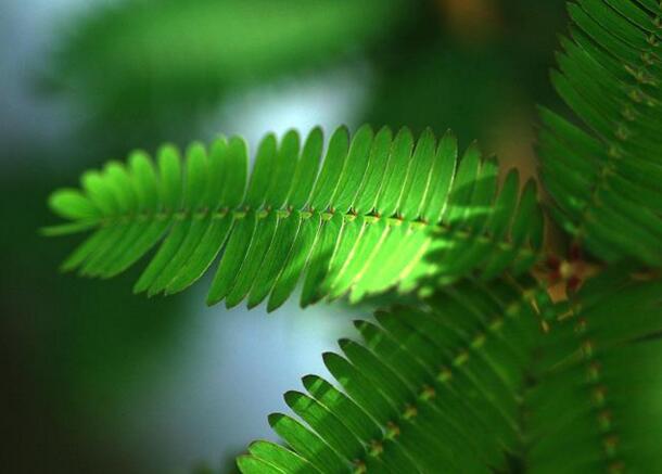 含羞草怎么養(yǎng)長(zhǎng)的快，需要養(yǎng)殖在適合生長(zhǎng)的環(huán)境中