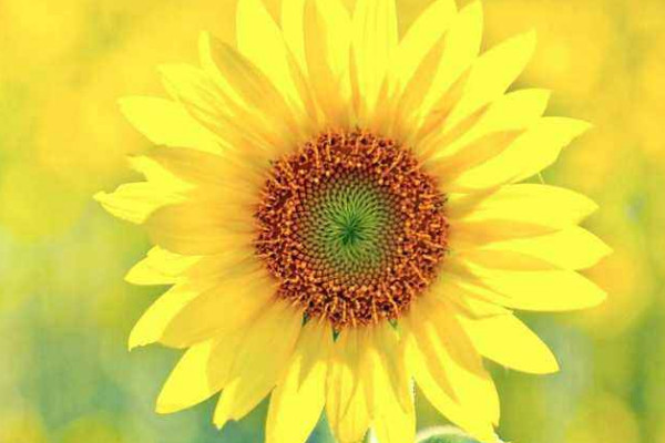 向日葵移栽注意事項(xiàng)