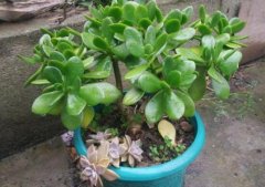 玉樹放在家里吉祥嗎，玉樹的功效與作用