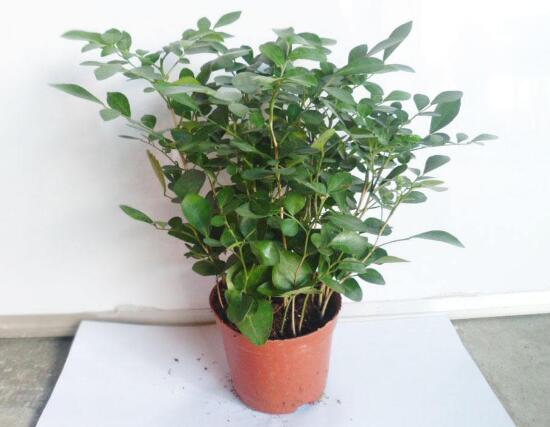 九里香怎么繁殖，九里香扦插繁殖方法