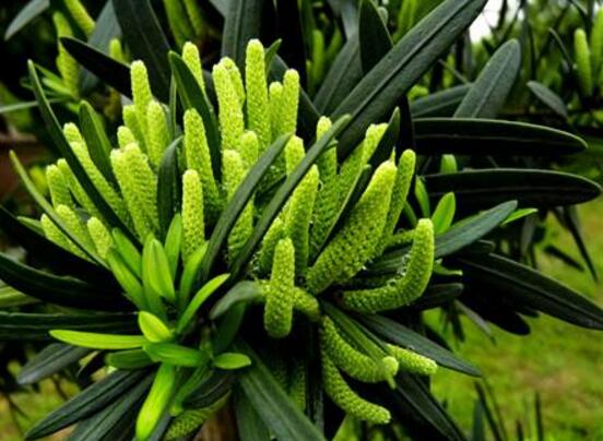 羅漢松會(huì)開花嗎，羅漢松開花三年一開