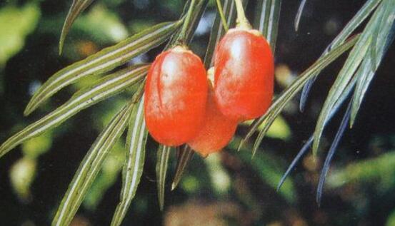 紅豆杉怎么澆水，紅豆杉澆水方法