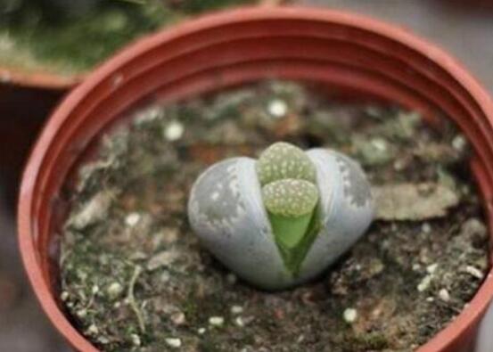 生石花怎么繁殖，最常用兩種繁殖方法(播種與分株)