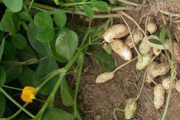 夏播花生種植時(shí)間