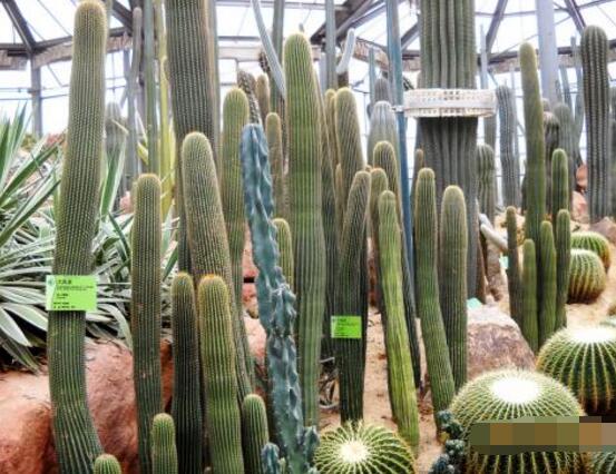 仙人掌的蟲害防治大全，三種蟲害以及解決辦法