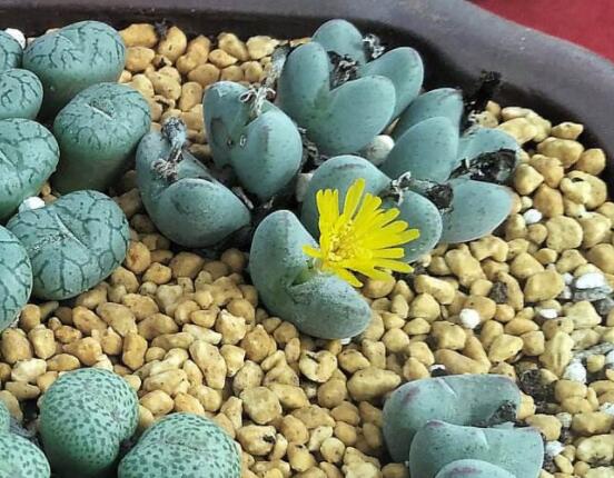 生石花家庭養(yǎng)護(hù)，老農(nóng)總結(jié)最實(shí)用五大要點(diǎn)