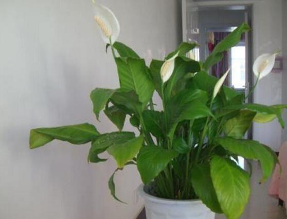 一帆風(fēng)順用什么花盆好，排水透氣、價(jià)格便宜素?zé)? src="/nongye/d/file/20201223/hy3sscinffv.jpg" style="width: 557px; height: 359px;" / data-ApHW="tVehpL"></p>
<p data-2aUL="sADMBY">
	<strong data-tETD="pWcUYd">1、</strong>一帆風(fēng)順用什么花盆好?我們?cè)谶x用花盆應(yīng)該要考慮花盆的大小、質(zhì)地、價(jià)格和色彩。這樣對(duì)于植株生長(zhǎng)起到十分有利的作用。</p>
<p data-lIy5="J9DMs3">
	<img alt=