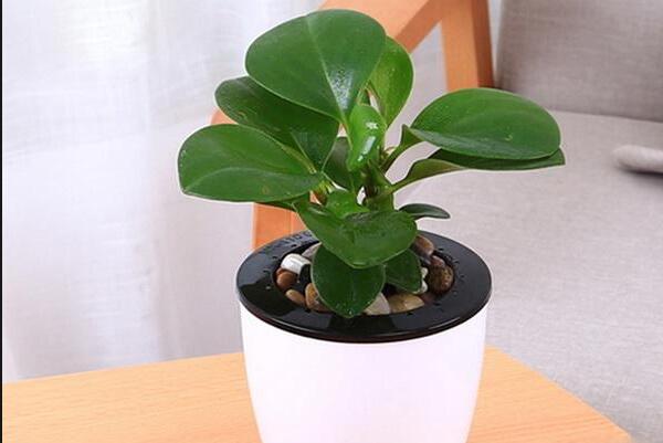 碧玉根部發(fā)黑怎么處理，立即清除并換土養(yǎng)殖