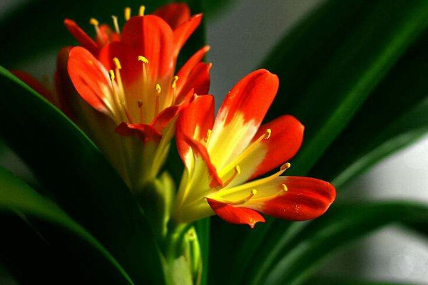 君子蘭斷頭如何盡快發(fā)芽