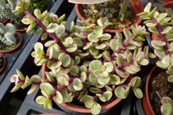 雅樂之舞怎么養(yǎng)成老樁，必須抓好以下要點