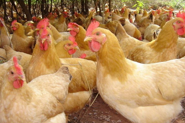 養(yǎng)雞怎樣防止黃鼠狼