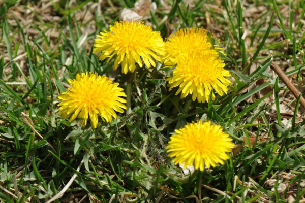 如何種植蒲公英，可以通過(guò)以下4步來(lái)進(jìn)行