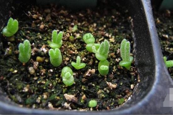 碧光環(huán)爛根怎么辦，兩種爛根防治方法/及時脫盆修剪消毒