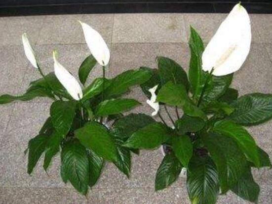 一帆風(fēng)順土培改水培，做好這六大要點(diǎn)即可快速水培生根