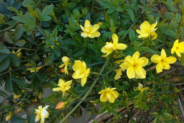 迎春花的養(yǎng)殖方法和注意事項