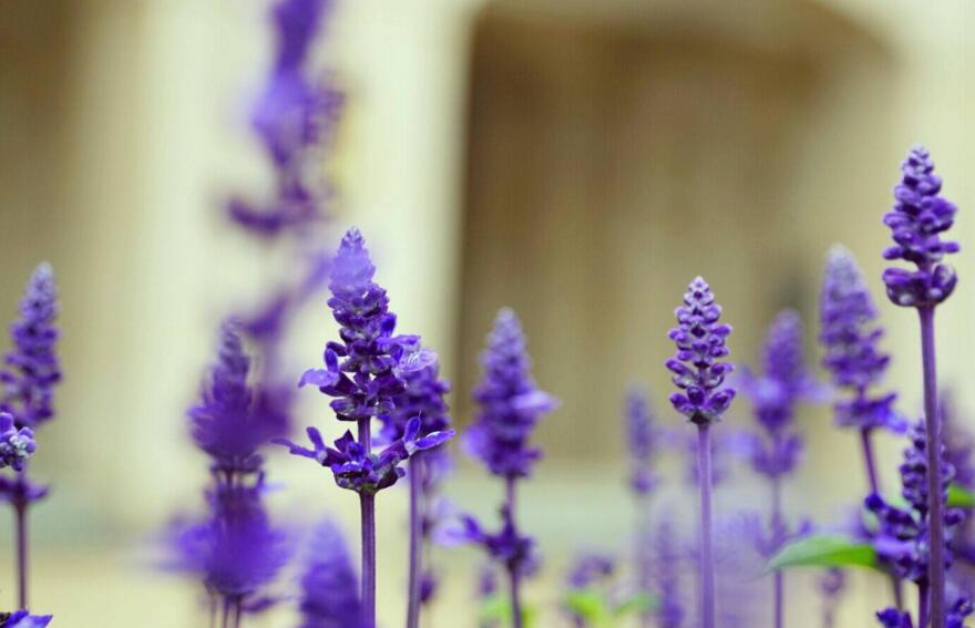 藍(lán)色薰衣草花語，一對戀人之間的心心相印