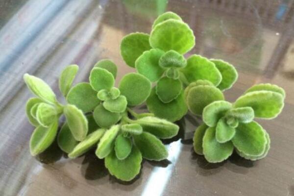 碰碰香可以水培嗎，可以水培并且日常管理更加簡單